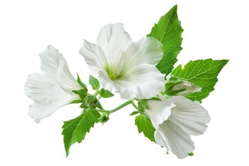 Althaea Officinalis: Isolated Leaf and Blossom on White Background for Cough and Respiratory Health