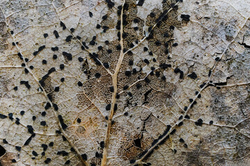 A dry leaf in the forest digested by bacteria, you can see the structure of the leaf in detail,...