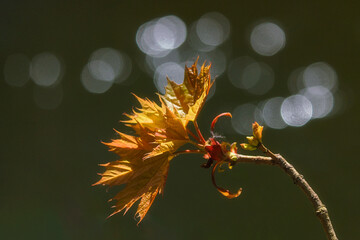 Autumn, a twig with autumn leaves in beautiful colors, illuminated by flashes of light