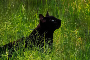 Black cat in bird hunting position