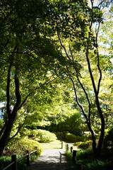 Morning in the Forest