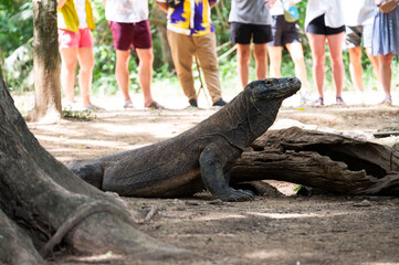 Obraz premium Komodo Dragon, a native reptile in Komodo Island National Park, Labuan Bajo, Indonesia