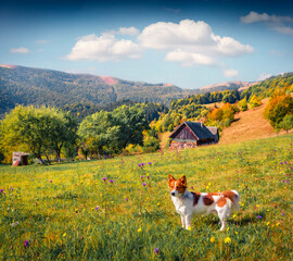 Dog on the green meadow in Kvas village. Sunny summer view of Carpathian mountains, Ukraine, Europe. Beauty of countryside concept background.