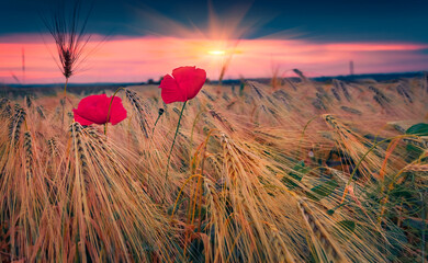 Two poppy flowers among the wheat at sunset. Colorful morning scene of blooming red poppys on green meadow. Beauty of countryside concept background..