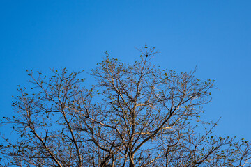 trees and blue sky
