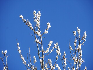 A tree with white flowers is in front of a blue sky