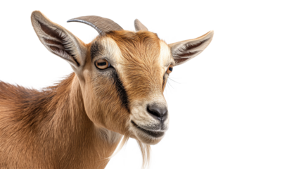 Goat Animal Realistic isolated on a transparent background