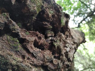 bark of a tree