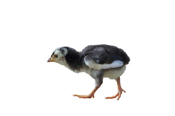 Cute little chicken isolated on transparent background png file