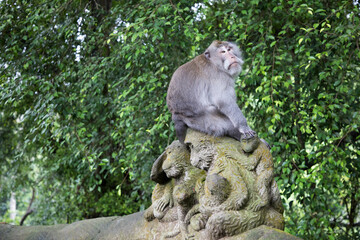 Monkey in jungles in Asia	
