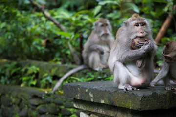 Monkeys eat food in jungles in Asia	
