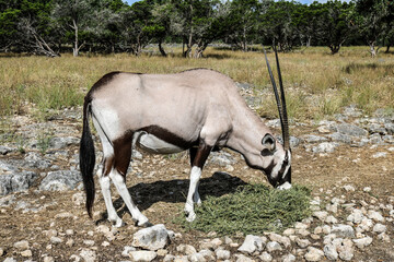 Gemsbok or South African Oryx Antelope.