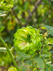 Princess Midori in full bloom, a very rare green rose.