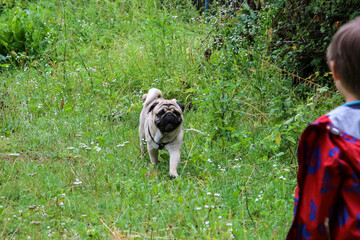 sandy light pug on a walk in the green grass in summer, runs cheerfully