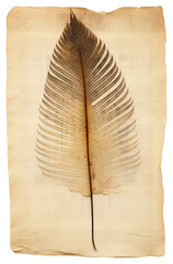 PNG  Real Pressed a palm leaves leaf plant paper.