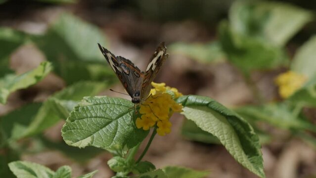 Butterfly on flower flying away in slow motion.