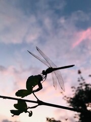 トンボ © Yuki.JPN