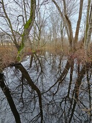 Obraz premium trees in the water
