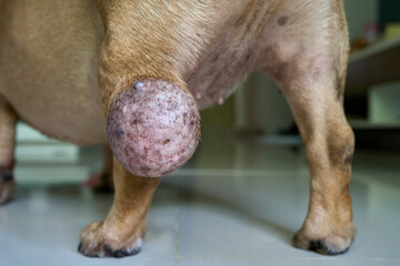 Large Tumor or Cyst on an Old French bulldog Leg.                        