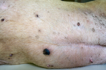 Side View of Old French bulldog belly with Growing Tumor or Cyst symptoms.                         ...
