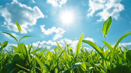 Obraz premium green grass and blue sunny sky