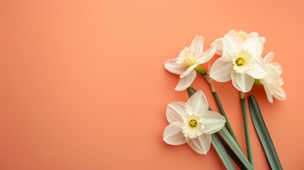 white narcissus flowers arrangement on a coral peach beackground