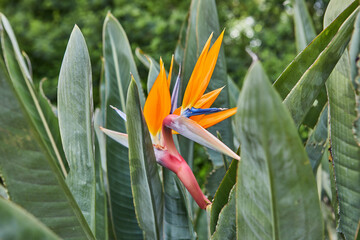 Strelitzia or bird of paradise, flower growing in a flower bed.