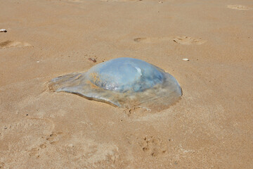A blue jellyfish washed up on the seashore in the sand