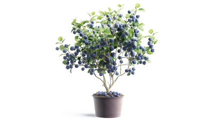Healthy blueberry plant with luscious fruits isolated on a transparent background 
