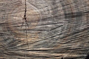 Texture of Time: Tree Rings Close-Up
