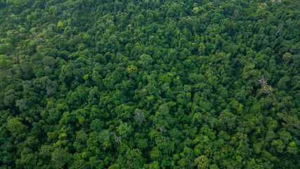 Obraz premium aerial view of dark green forest Abundant natural ecosystems of rainforest. Concept of nature forest preservation and reforestation 