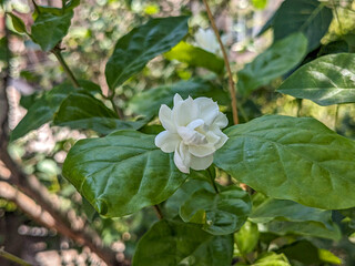 Jasmine, a fragrant flower, Lahore Pakistan