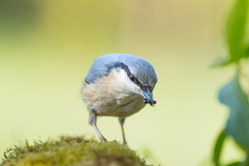 Obraz premium Eurasian nuthatch or wood nuthatch - Sitta europaea with insect in beak on yellow background. Photo from Masurian Lake Land in Poland.
