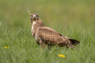 Common buzzard - Buteo buteo on ground in spring green grass. Green background. Photo from Masurian Lake Land in Poland.