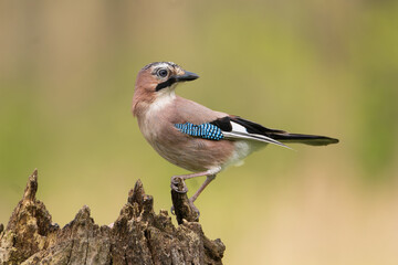 Eurasian jay - Garrulus glandarius perched at colorful background. Photo from Masurian Lake Land in Poland.	