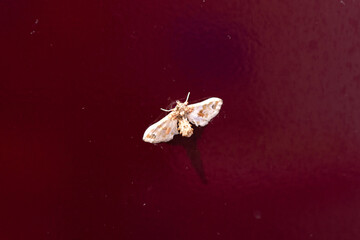 Close-up of macro photography of a insect