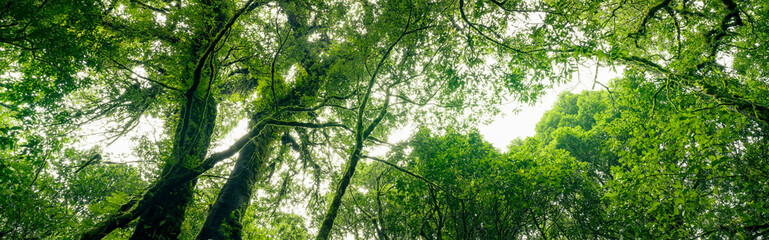 Green tree forest with sunlight through green leaves. Natural carbon capture and carbon credit...