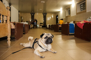 sandy light pug on the floor in the room, sad, sad face and eyes