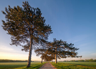 Fototapeta premium Beautiful way with black pine rows on both sides. This is the Fenekpuszta pine alle next to lake Balaton, near by Keszthely city. Hungarian name is Fenekpusztai fenyves alle
