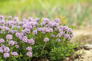 Perennial cushion  of pink blooming of winter savory (Satureja montana). Copy space.