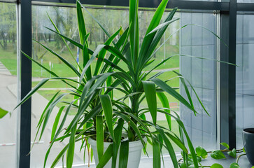 plant in a pot on the windowsill, yucca palm at home