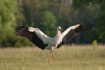 White stork - Ciconia ciconia on meadow with spread wings at green background. Photo from Lubusz...