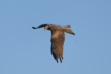 black kite - Milvus migrans in flight with blue sky in background. Photo from Lubusz Voivodeship in Poland. Isolated.