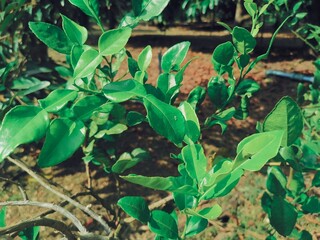 Kaffir lime leaves on tree