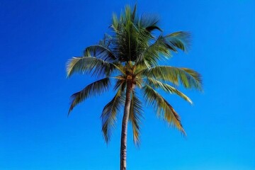 Palms Silhouettes of Palm Trees at Dusk
