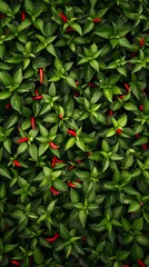 Lush green basil leaves with scattered red chili peppers