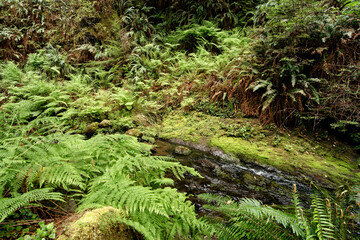 Obraz premium Little River at Van Damme State Park, Mendocino, California, USA
