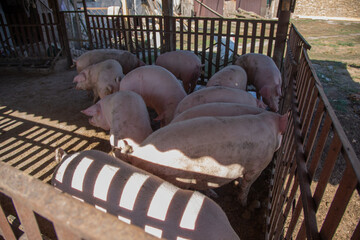 Pigs are on a private farm, small household, real life. High quality photo