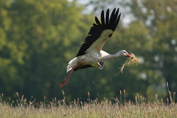 White stork - Ciconia ciconia Flying over meadow with hay in beak. Photo from Lubusz Voivodeship in...