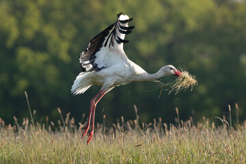White stork - Ciconia ciconia Flying over meadow with hay in beak. Photo from Lubusz Voivodeship in Poland.
